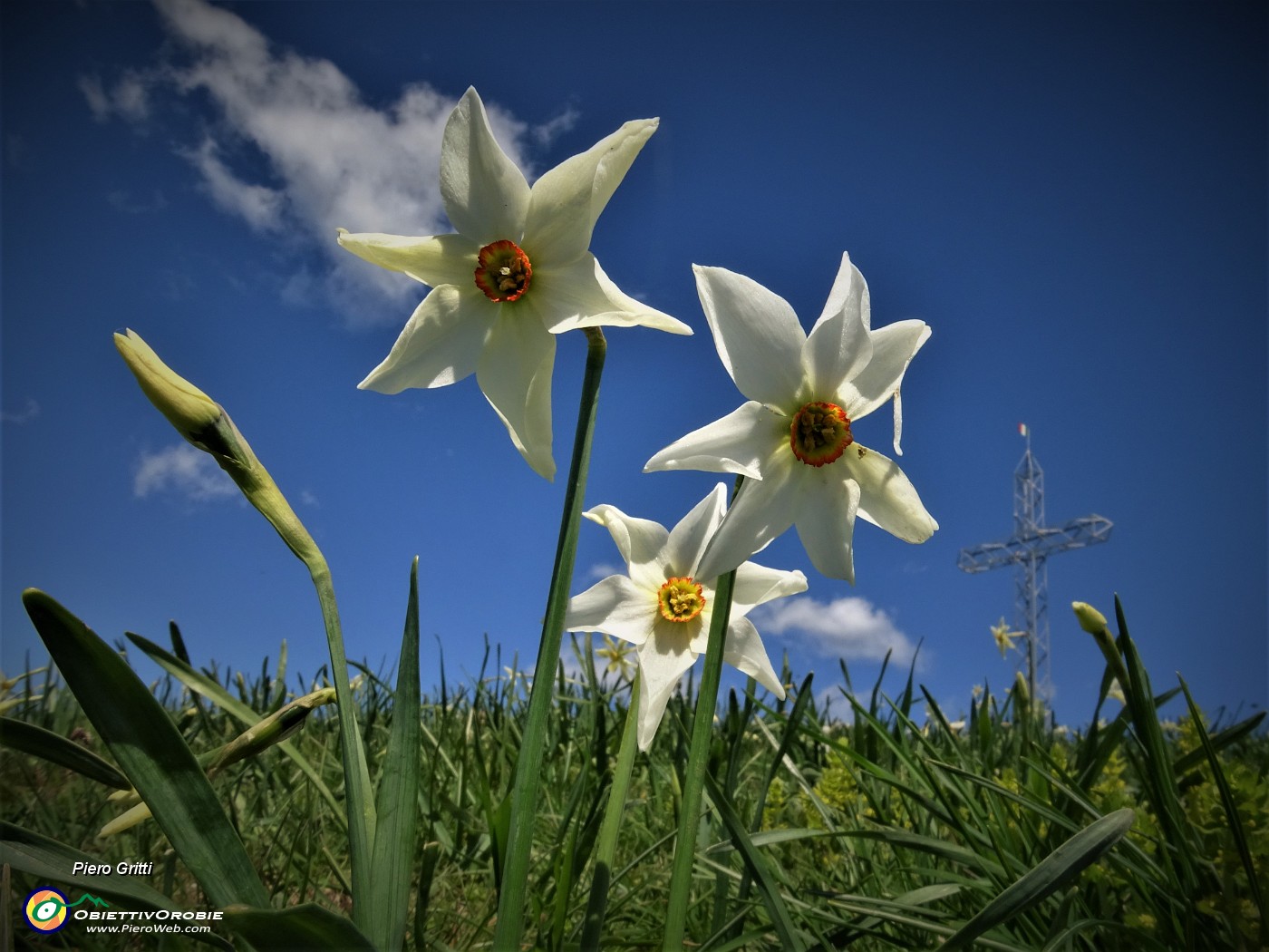 01 Spettacolo di narcisi in Linzone (1392 m).JPG